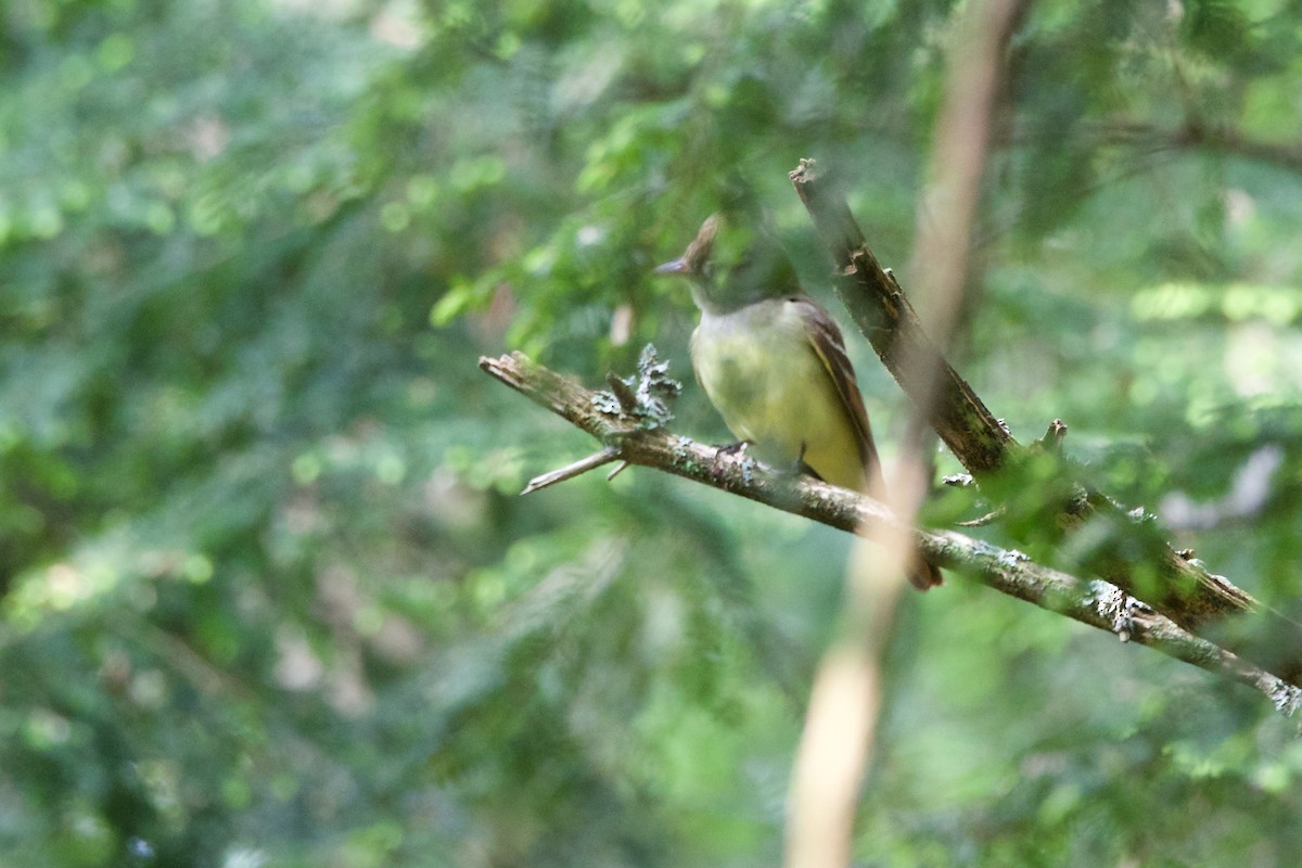 Great Crested Flycatcher - ML583707701