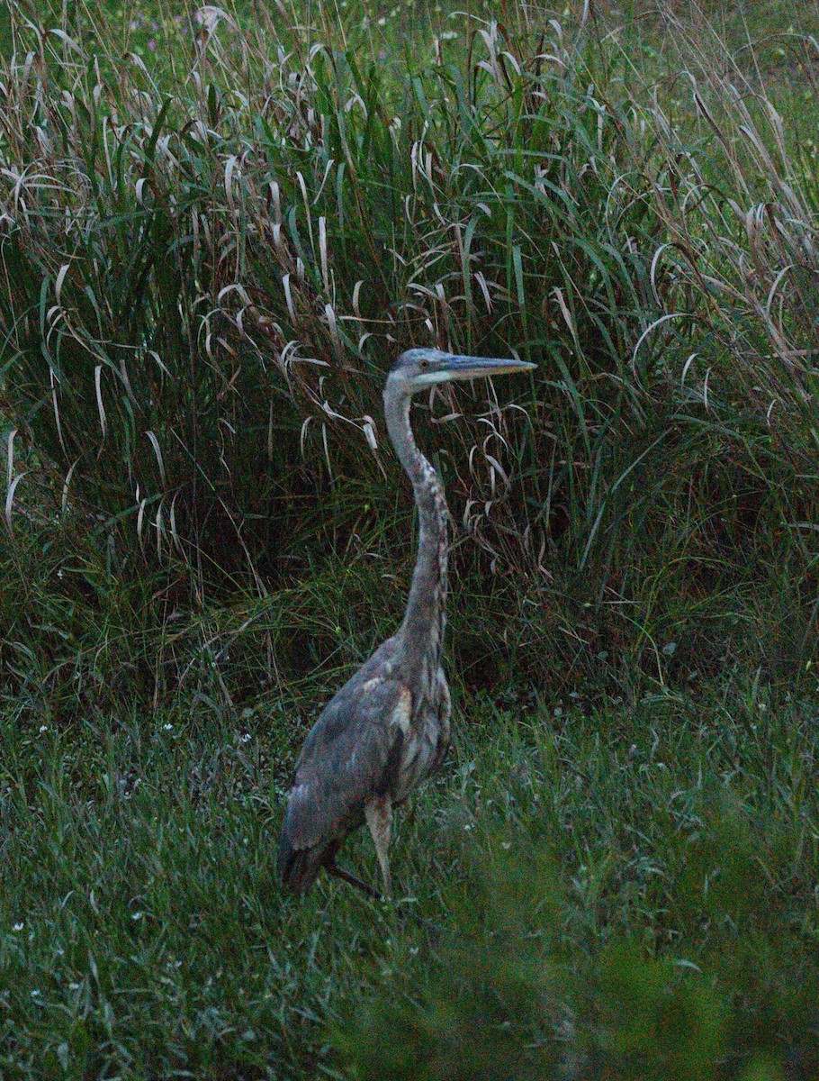 Great Blue Heron - ML583707921