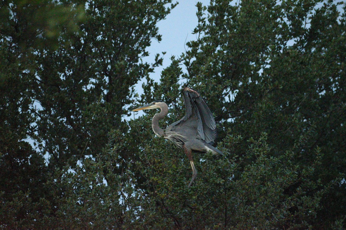 Great Blue Heron - ML583707931
