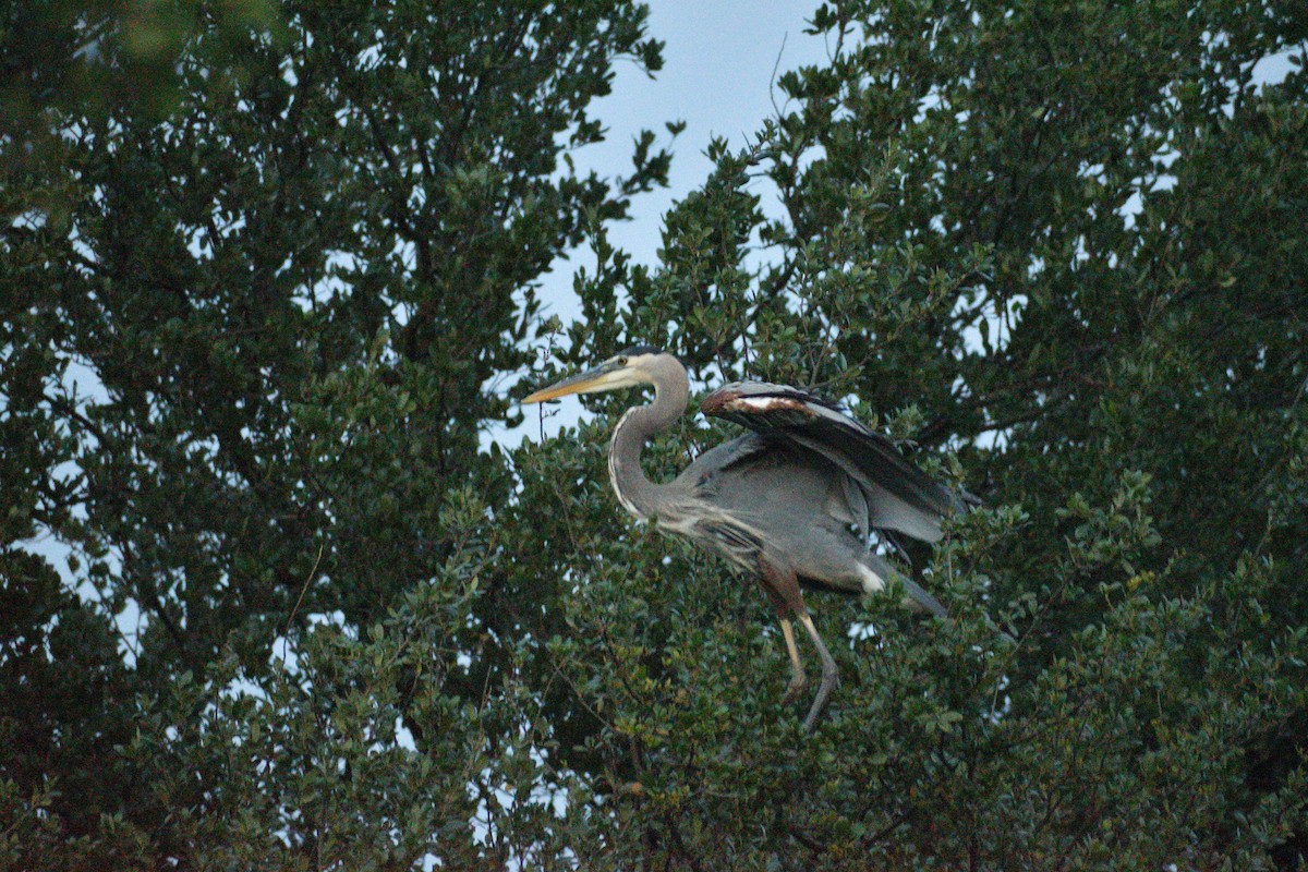 Great Blue Heron - ML583707941