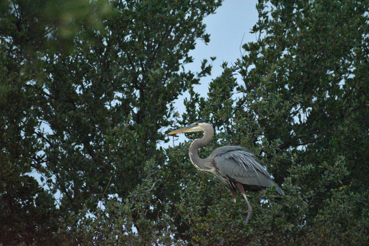 Great Blue Heron - ML583707951