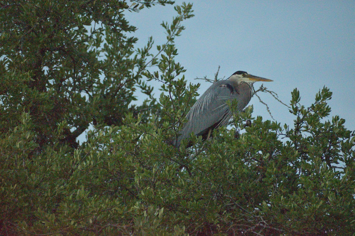 Great Blue Heron - ML583707961