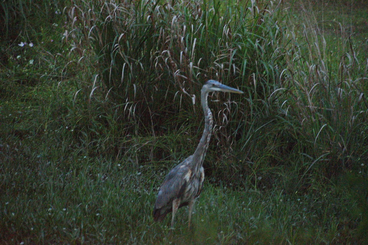 Great Blue Heron - ML583707971