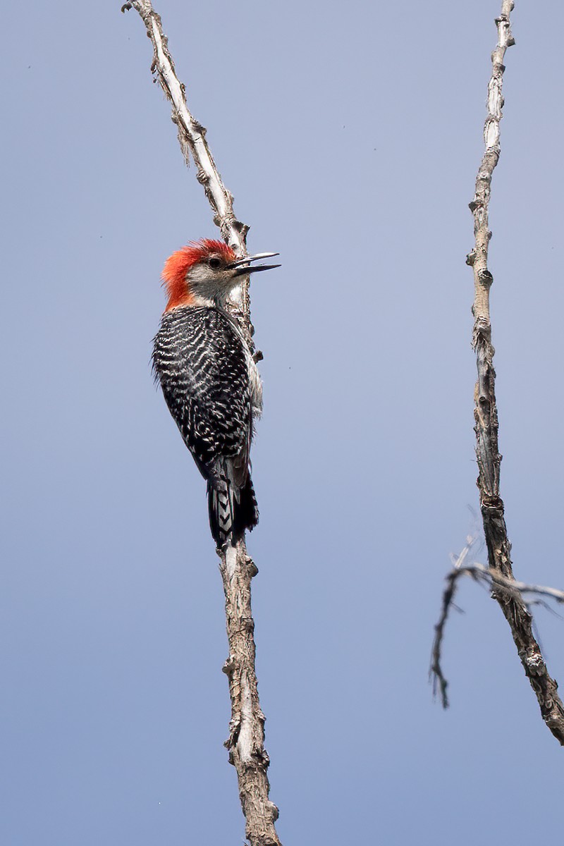 Red-bellied Woodpecker - ML583708861