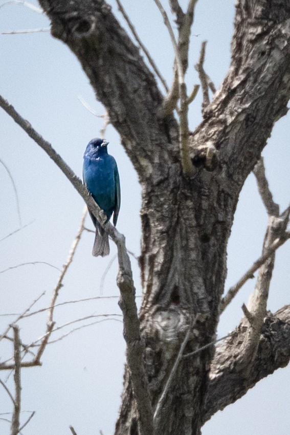 Indigo Bunting - ML583709191