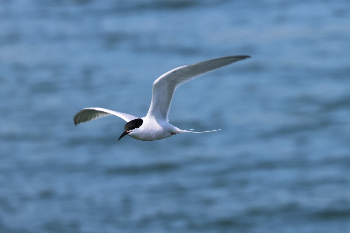 Roseate Tern - ML583709831