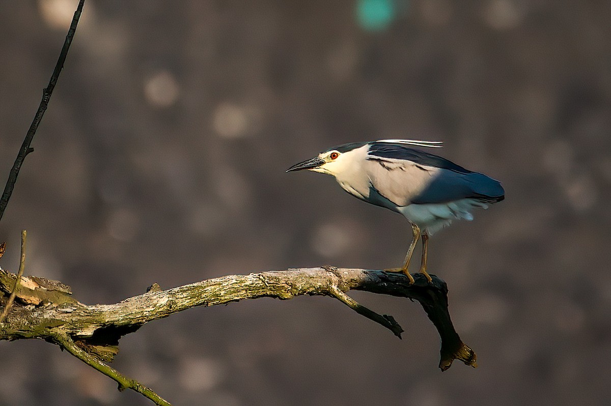 Black-crowned Night Heron - ML583709851