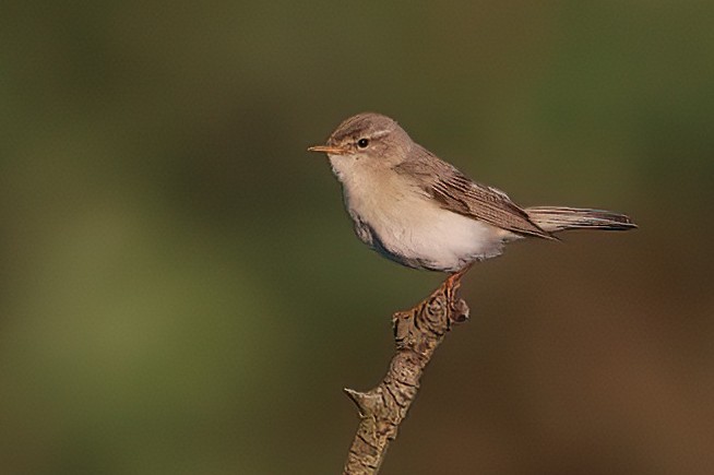 Willow Warbler - ML583709921