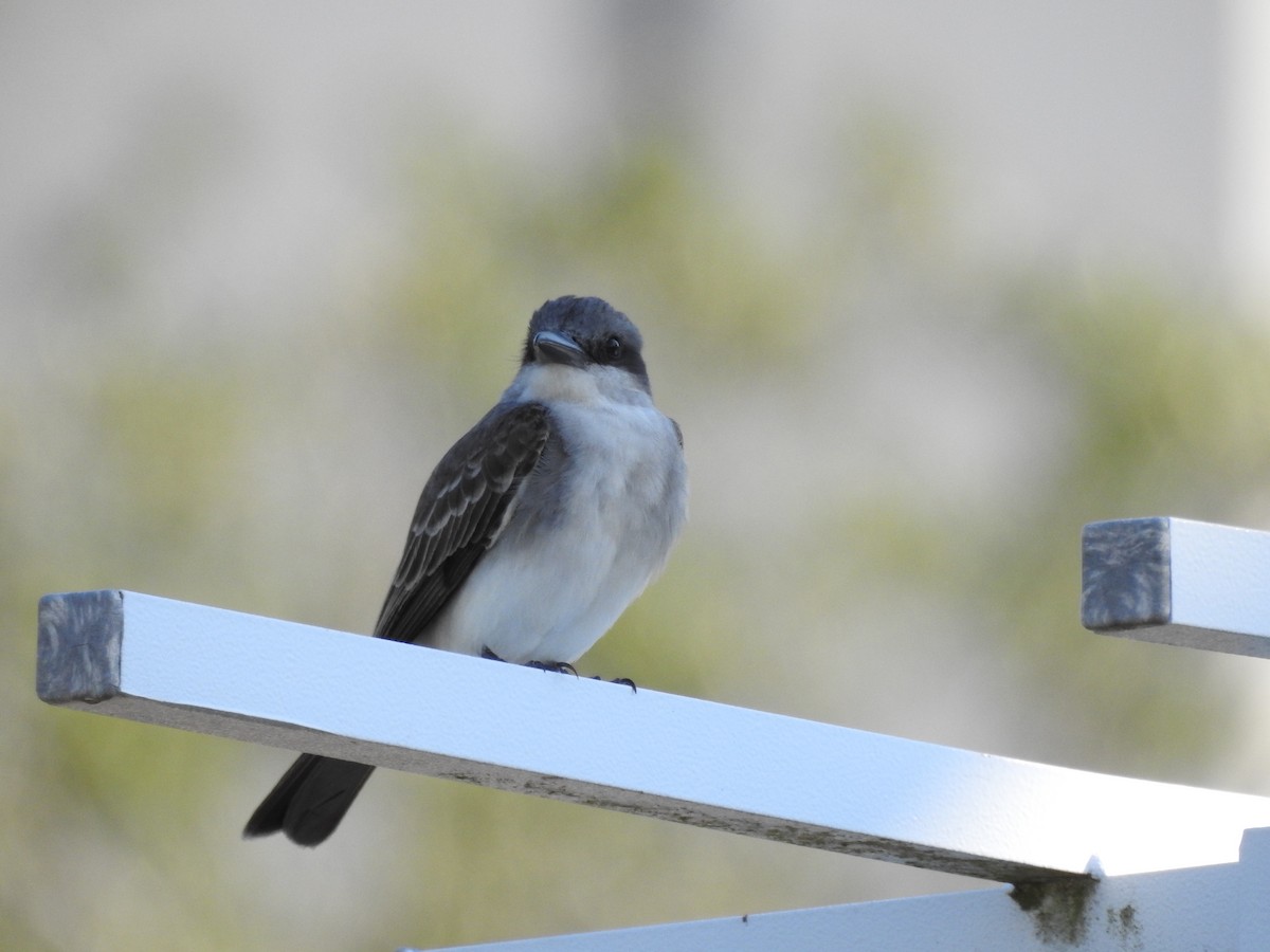 Gray Kingbird - ML58371011