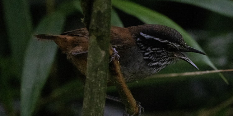 Gray-breasted Wood-Wren - Jess Chow