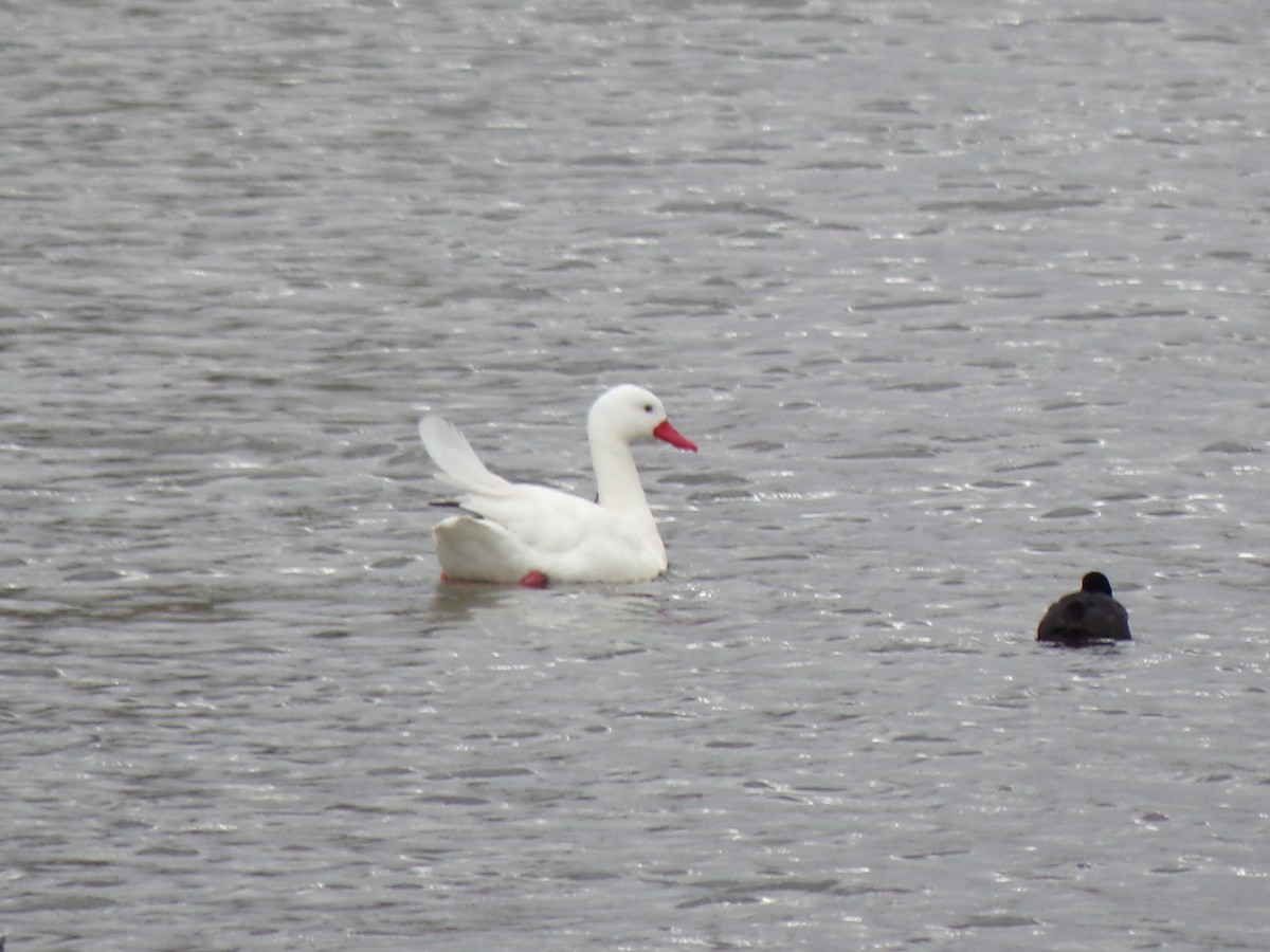 Coscoroba Swan - ML583711301