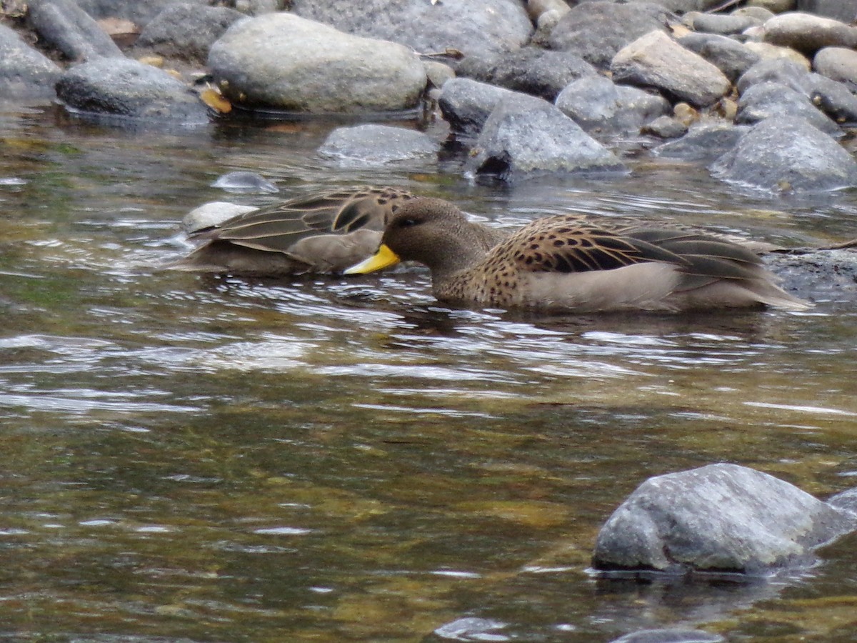 Yellow-billed Teal - ML583711381