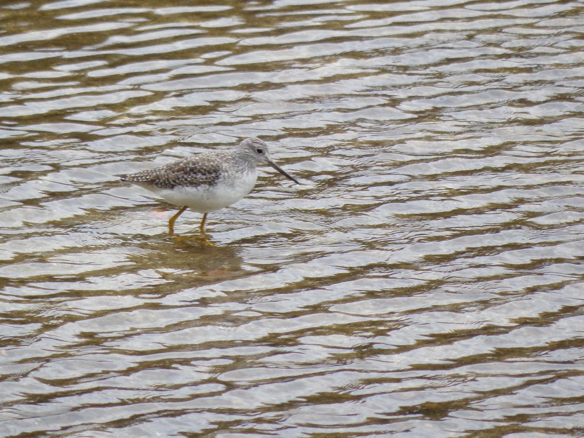 Greater Yellowlegs - ML583711511