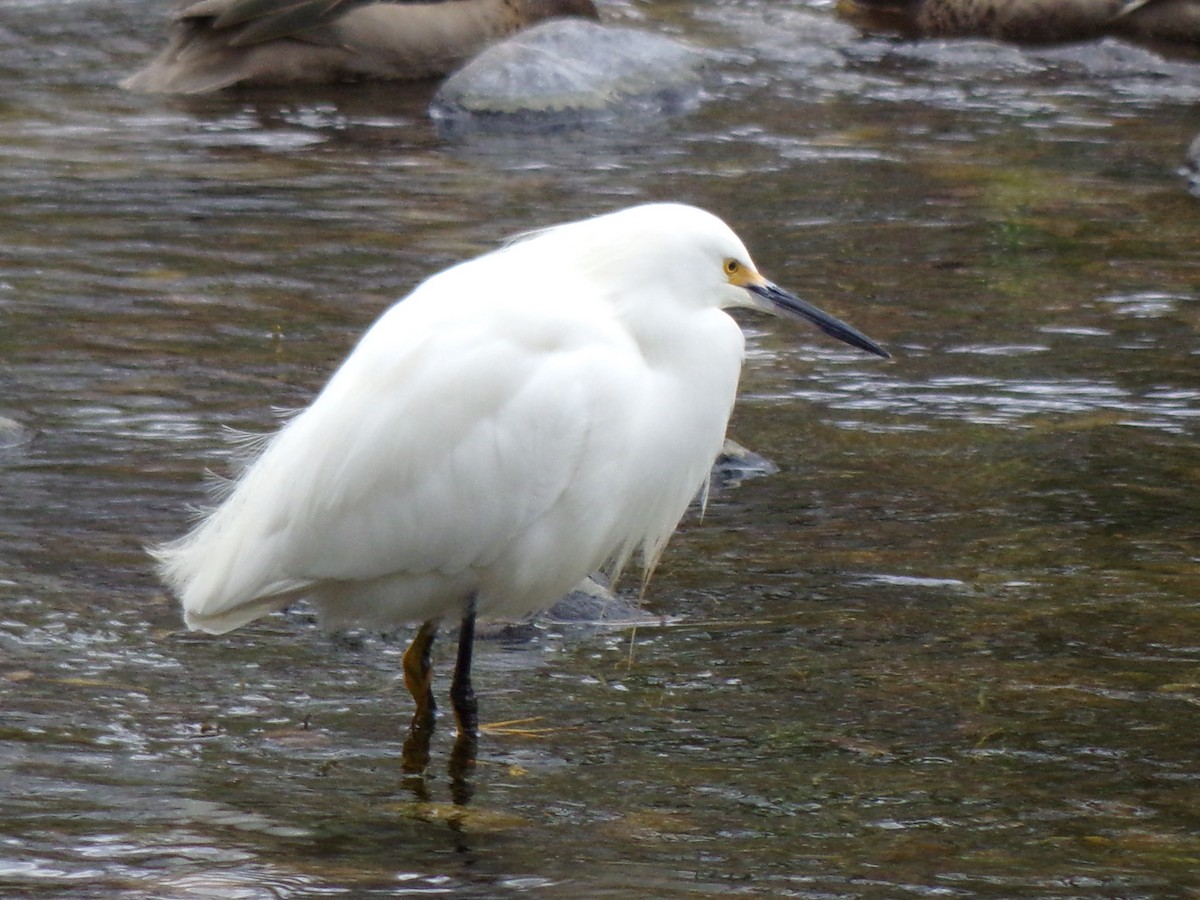 Snowy Egret - ML583711571