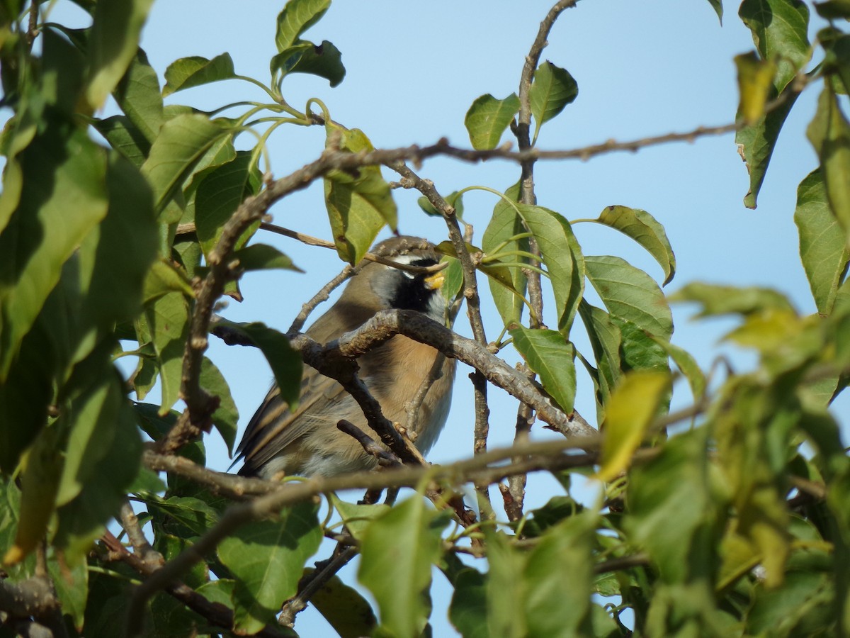 Many-colored Chaco Finch - ML583711641