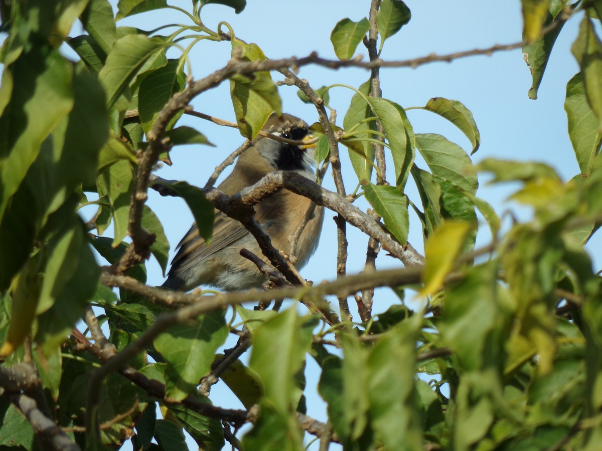 Many-colored Chaco Finch - ML583711681