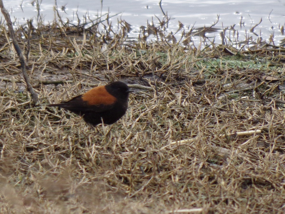 Austral Negrito - ML583711801