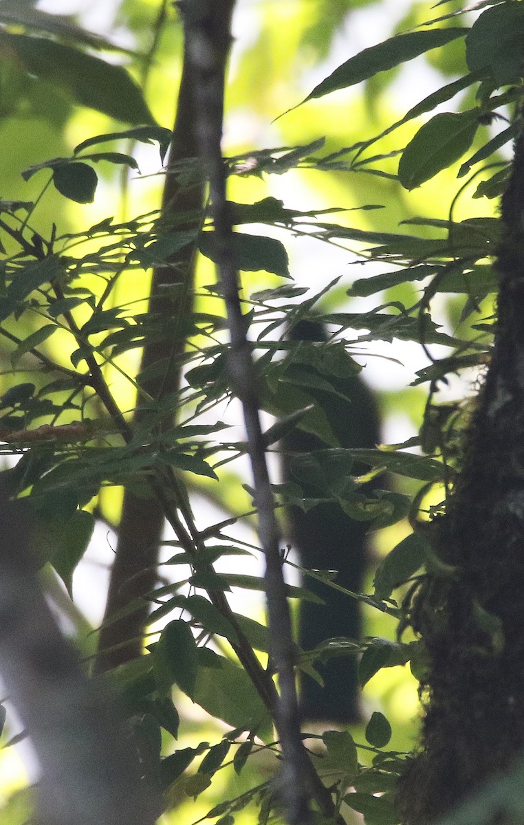 Mountain Trogon - Jorge Montejo