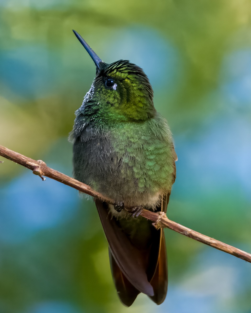 kolibřík brazilský - ML583712271