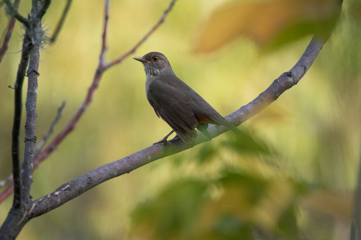 Rufous-bellied Thrush - Daria Huxley