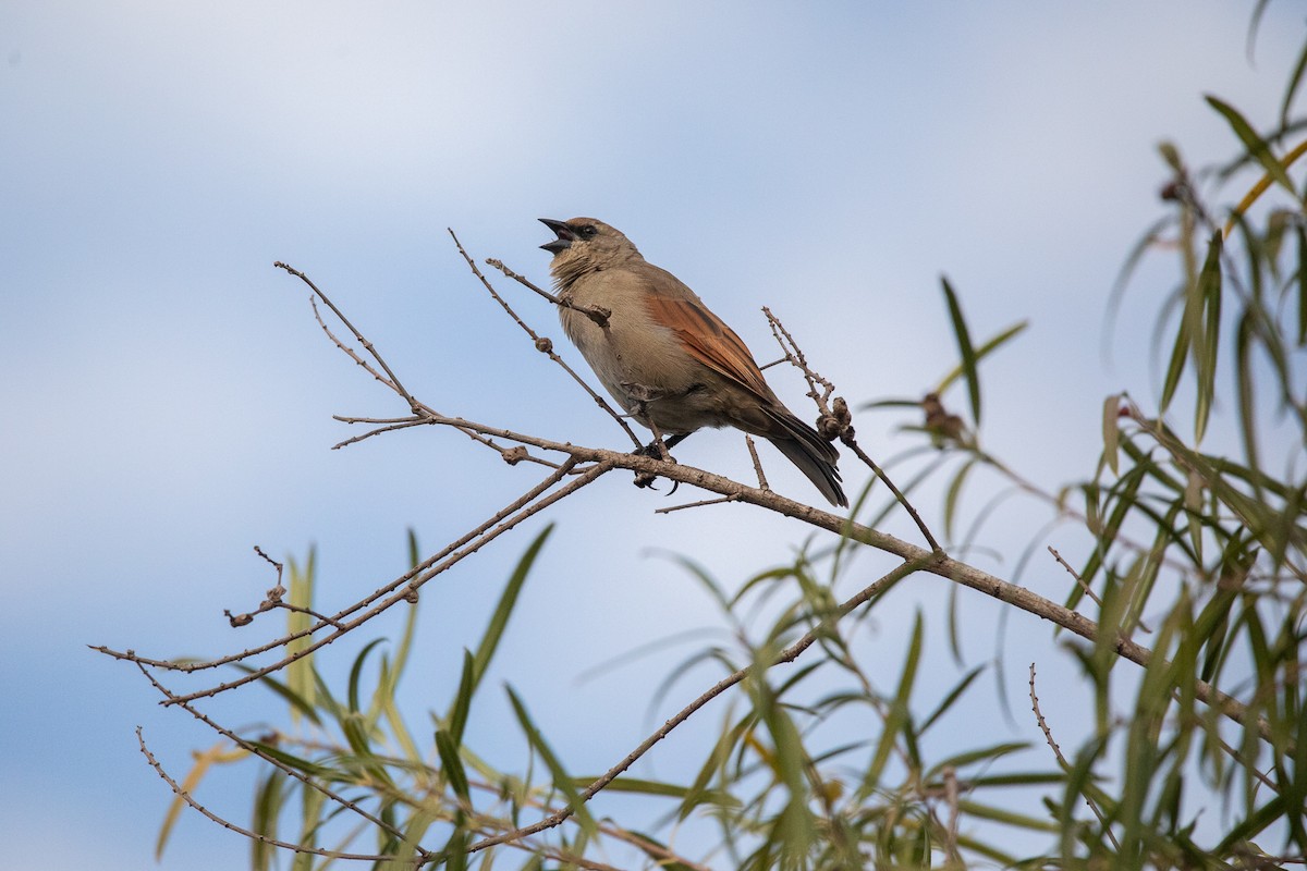 クリバネコウウチョウ - ML583712791