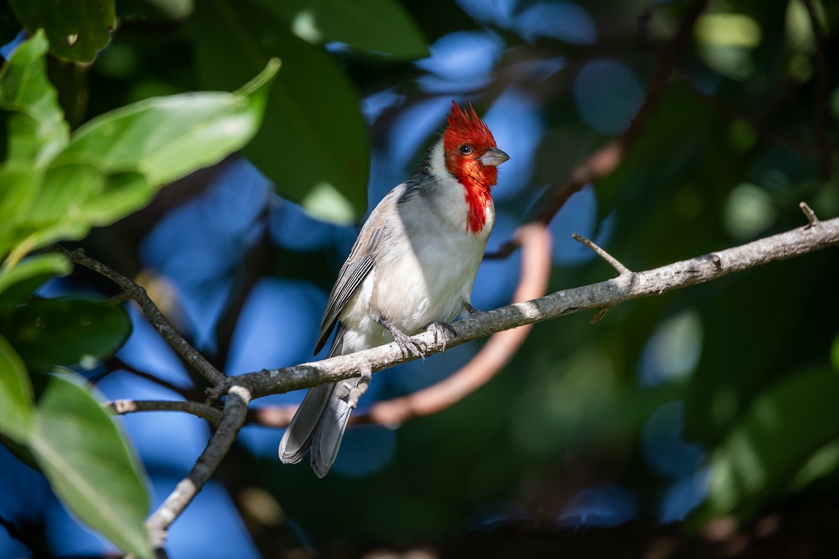 Red-crested Cardinal - Daria Huxley