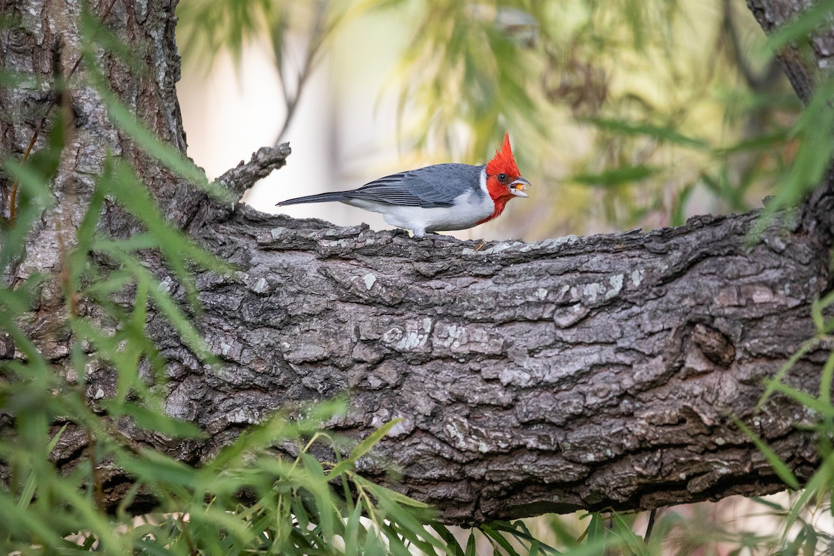 Red-crested Cardinal - Daria Huxley