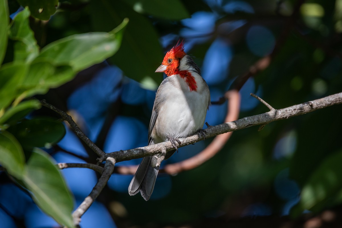 Red-crested Cardinal - Daria Huxley