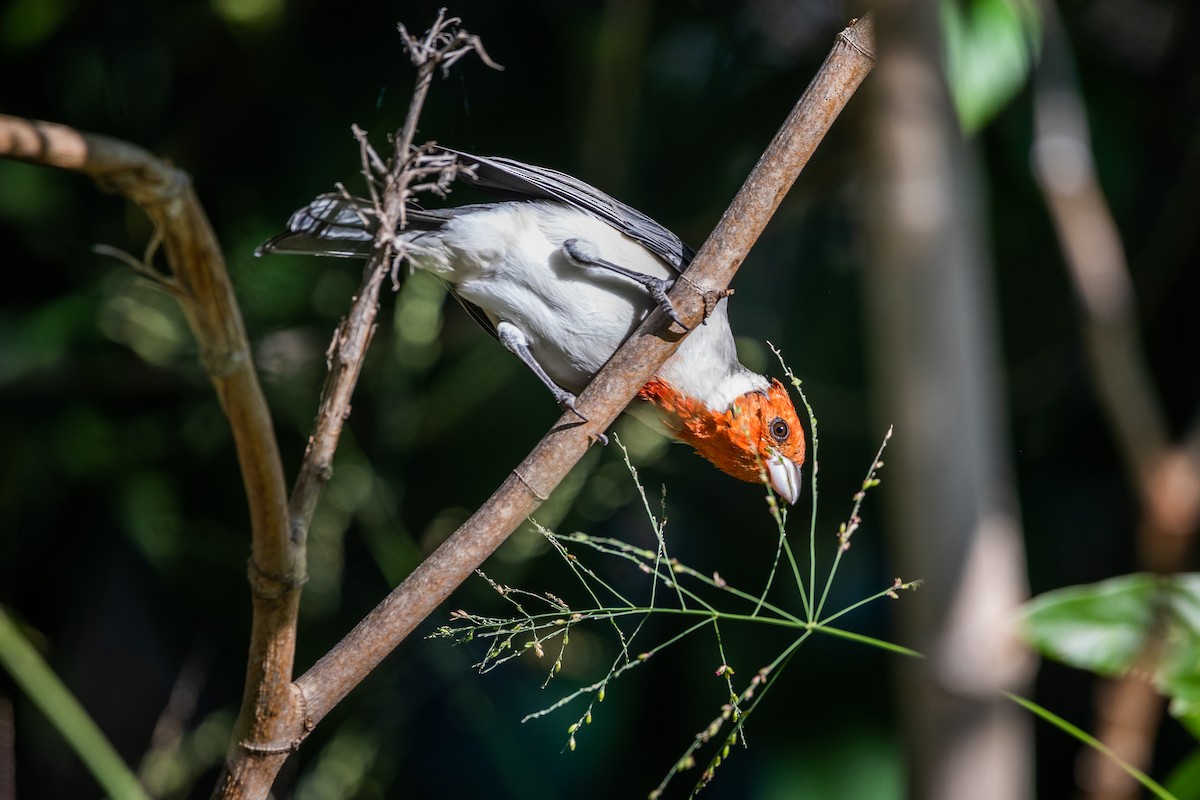 Red-crested Cardinal - ML583712861