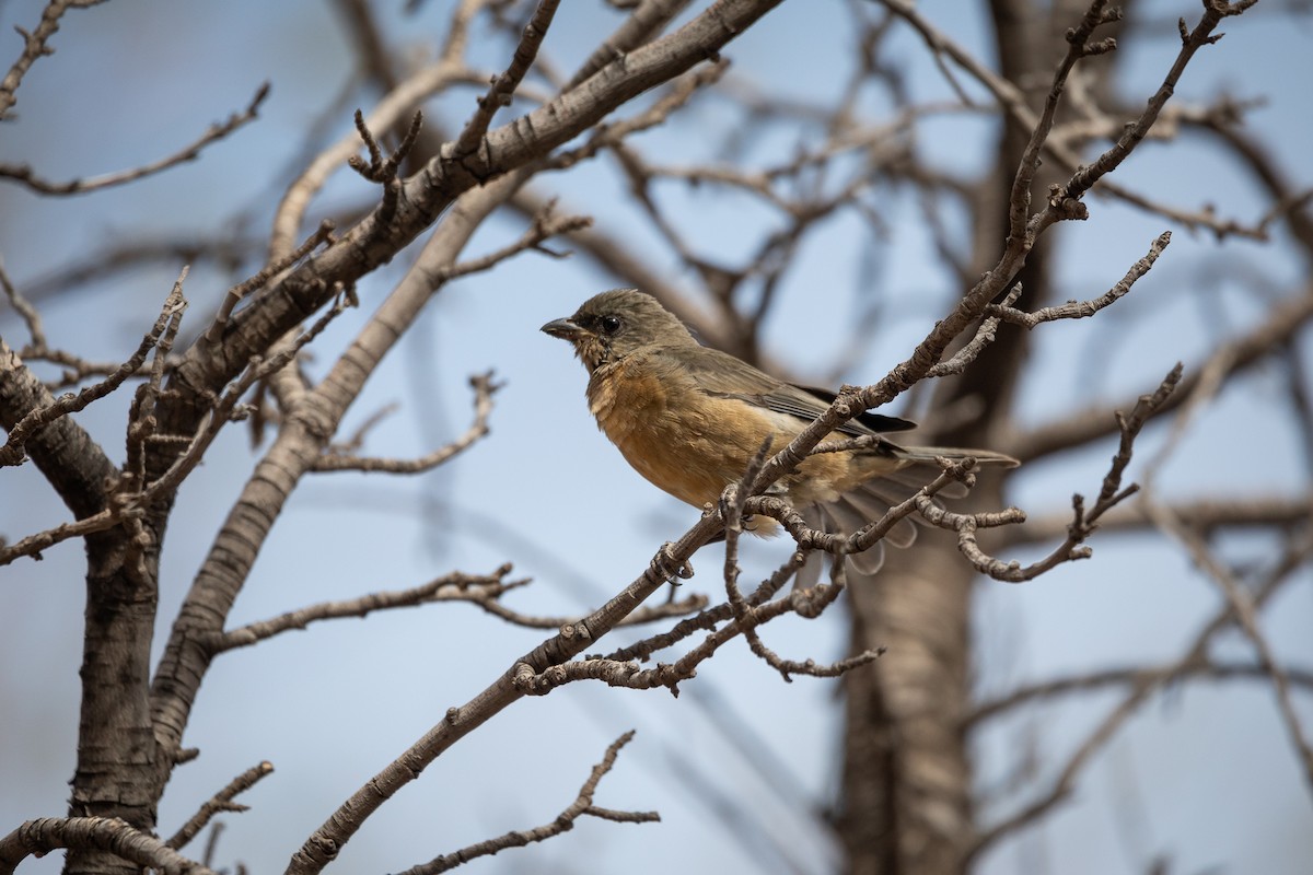 Blue-and-yellow Tanager - ML583712911