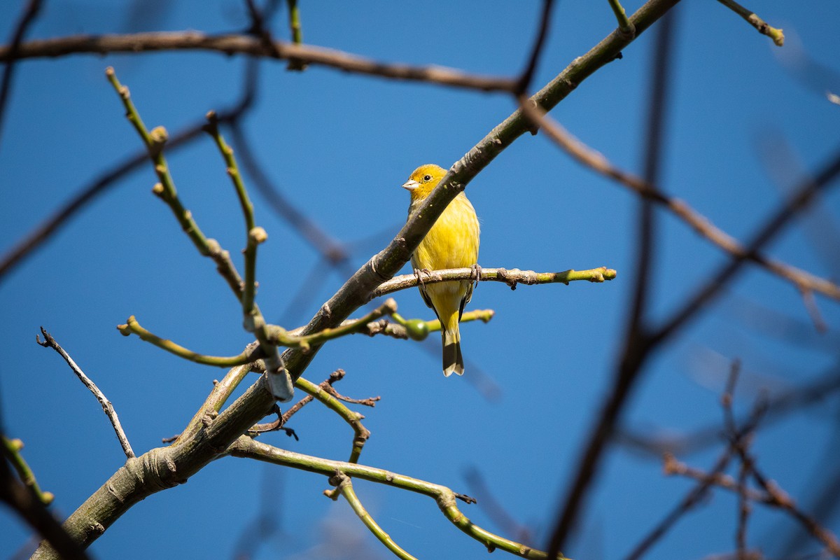 Saffron Finch - Daria Huxley