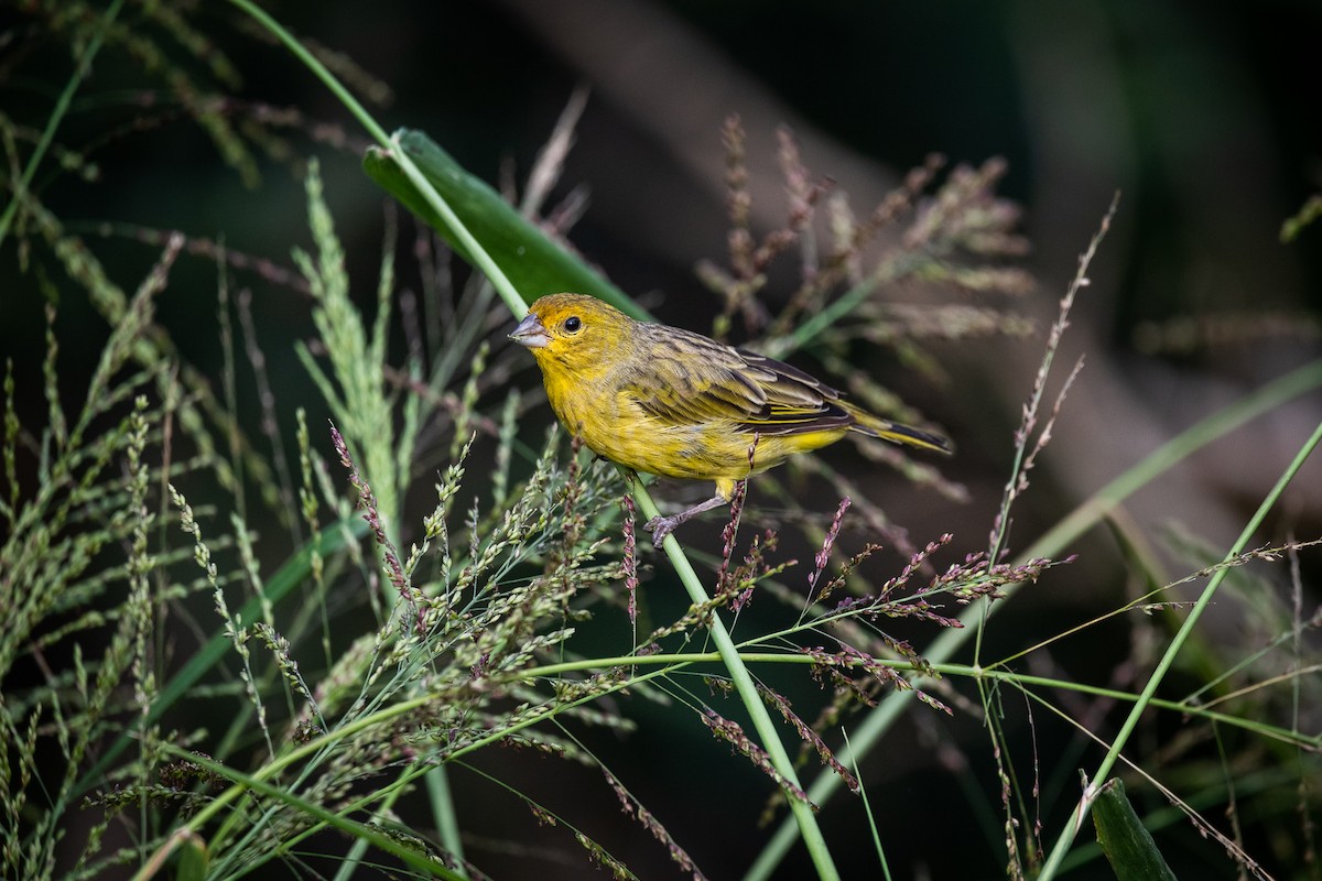 Saffron Finch - Daria Huxley