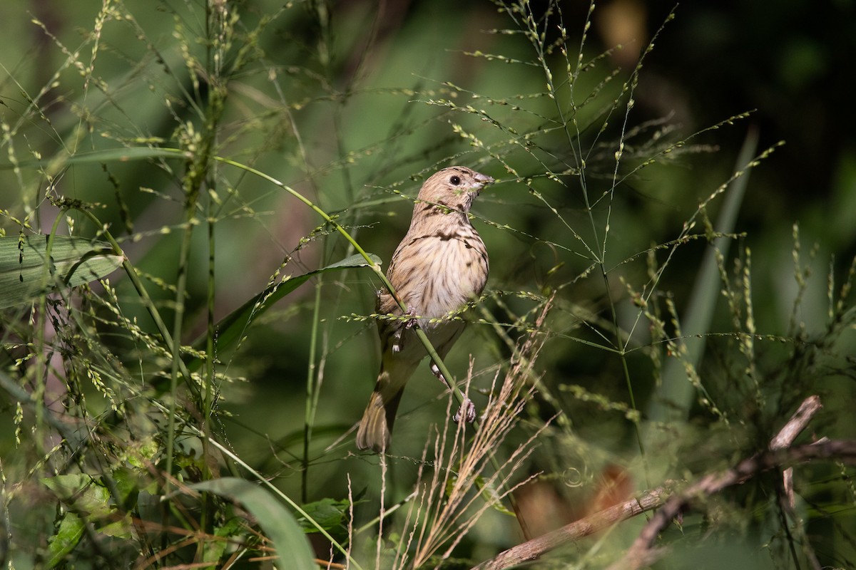 Saffron Finch - Daria Huxley