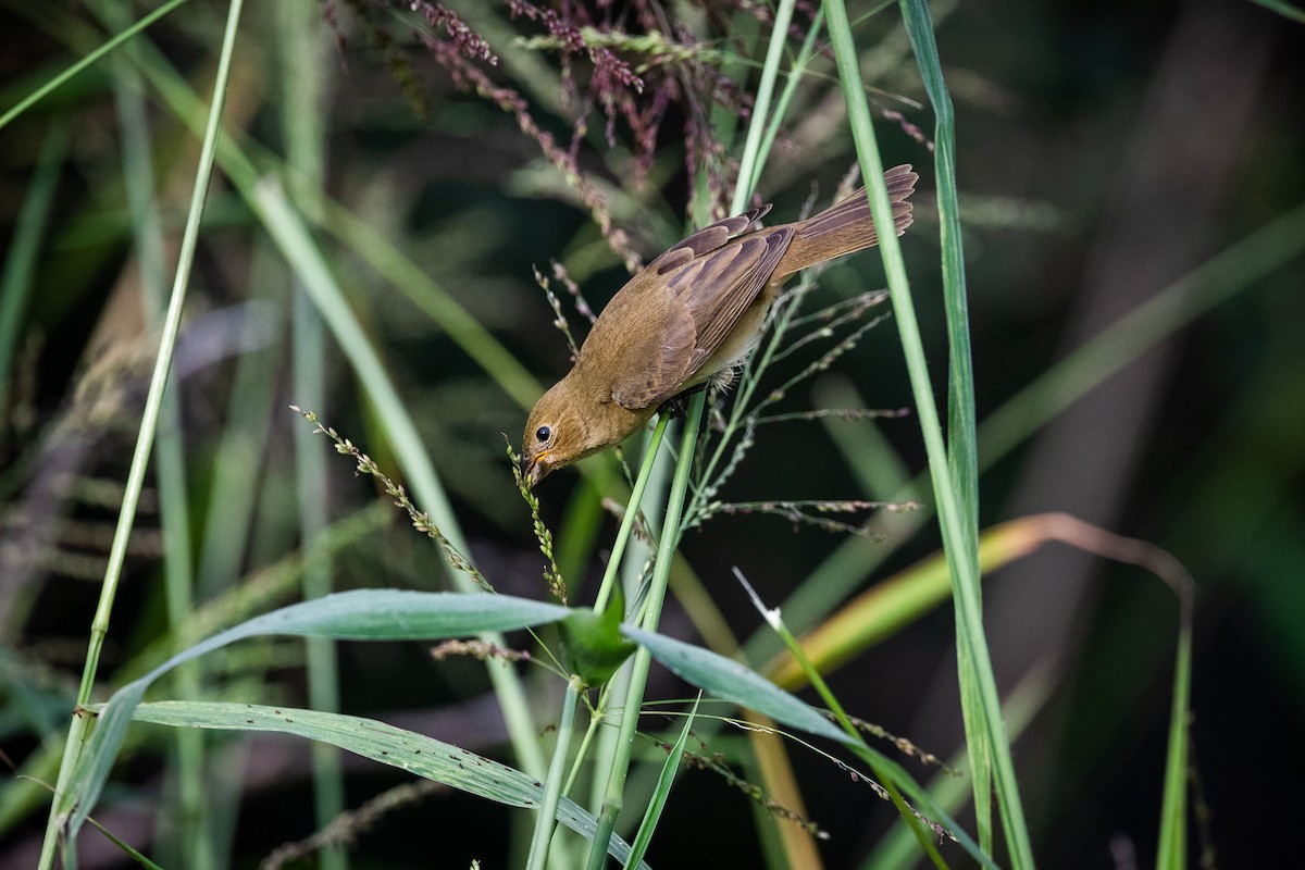 Double-collared Seedeater - ML583713021