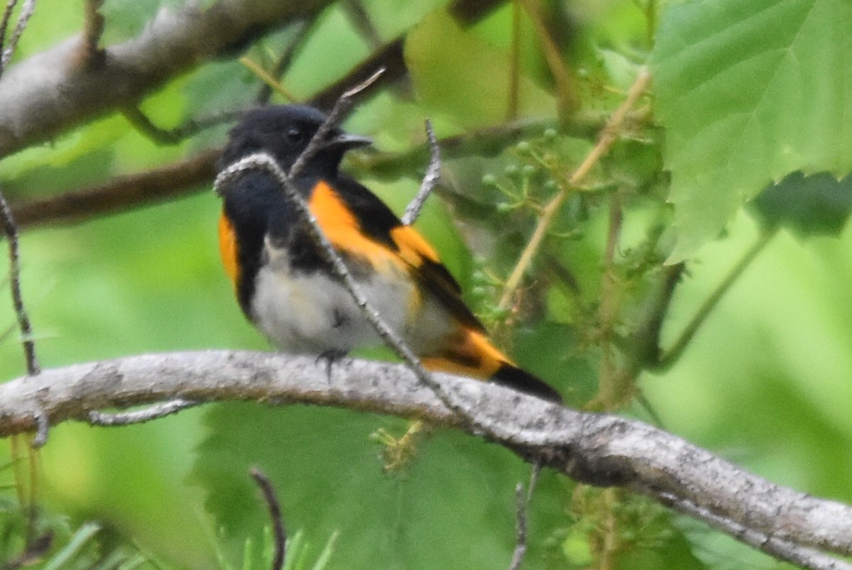 American Redstart - ML583713101