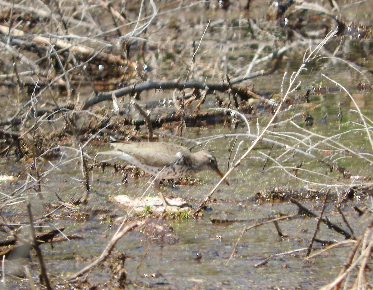 Spotted Sandpiper - ML583713481