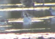 Wilson's Phalarope - ML58371461