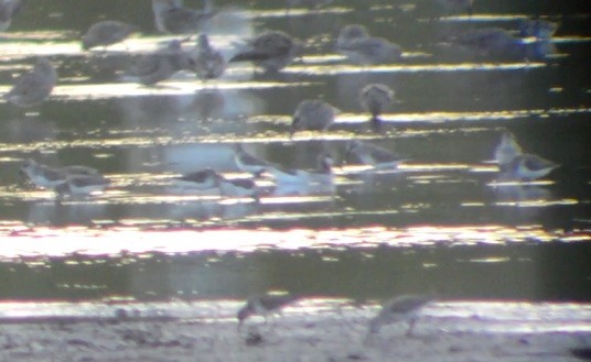 Wilson's Phalarope - ML58371471