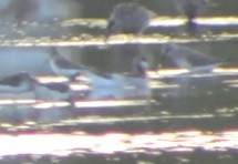 Wilson's Phalarope - ML58371481