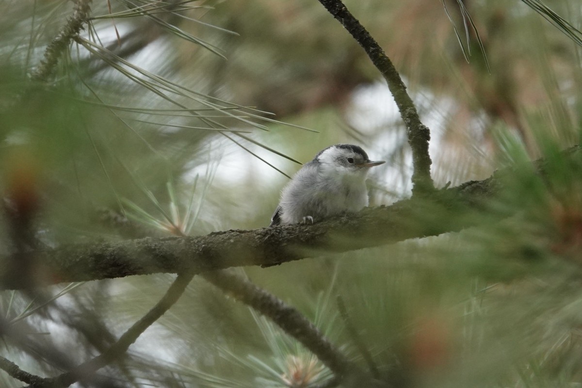 White-breasted Nuthatch - Michelle Hamilton