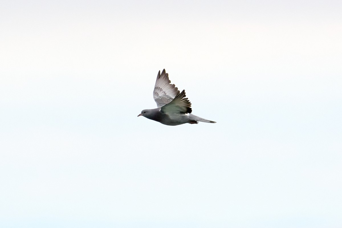 Rock Pigeon (Feral Pigeon) - ML583715521