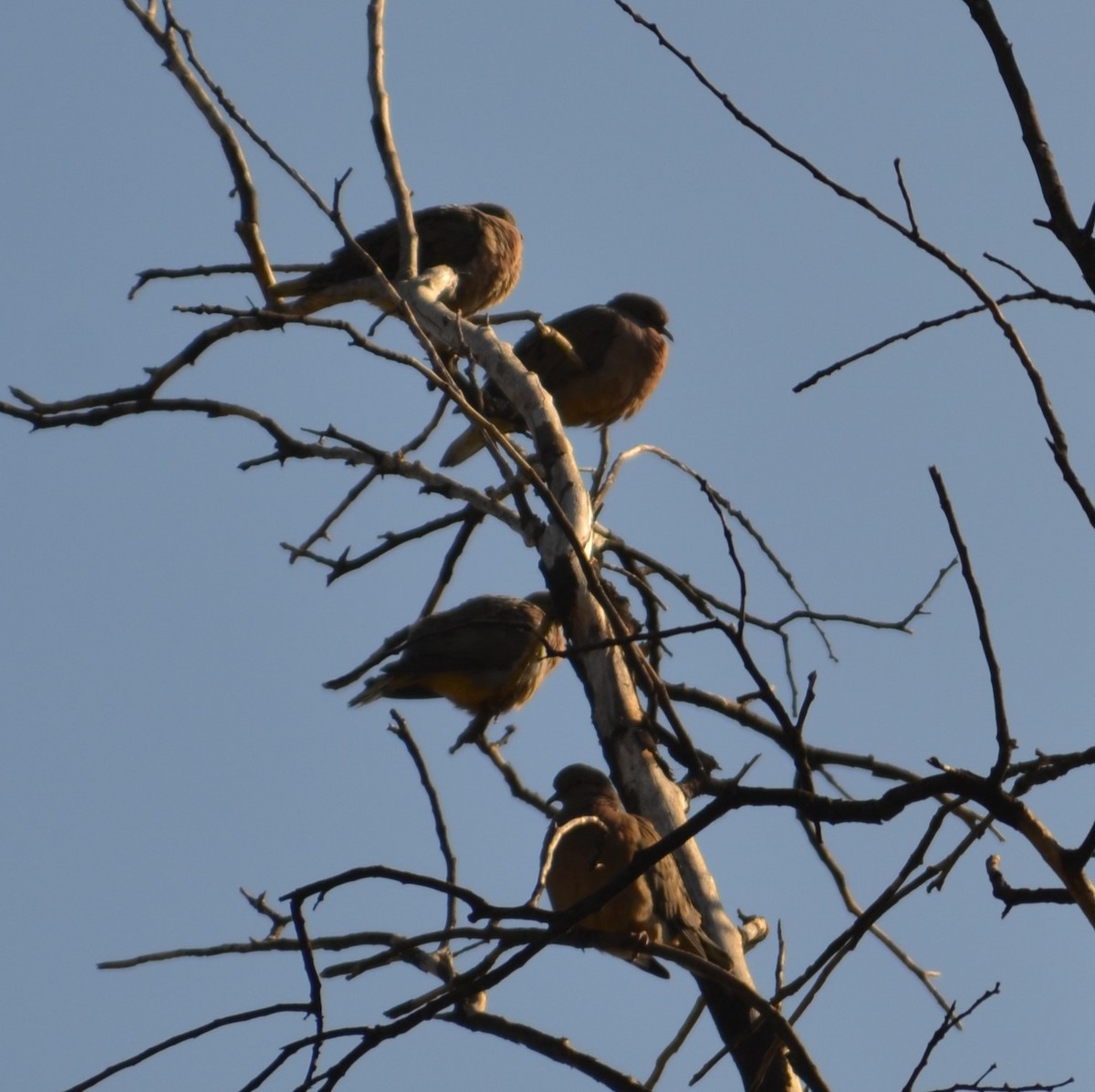 Eared Dove - ML583715831
