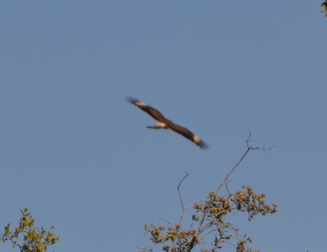 Chimango Caracara - ML583715901
