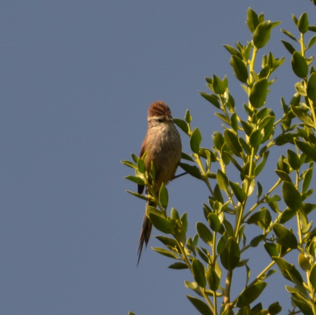Plain-mantled Tit-Spinetail - ML583715981