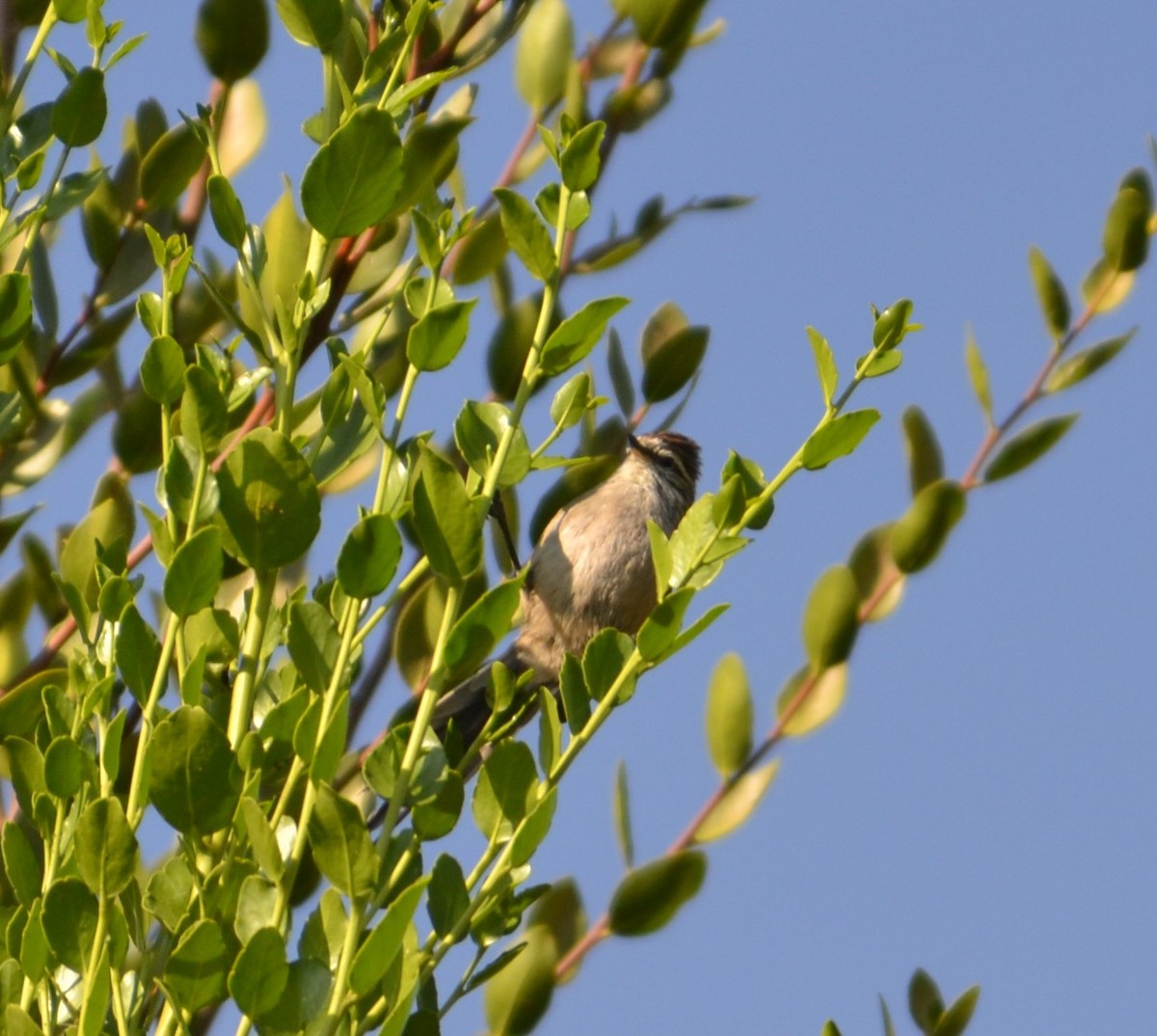 Plain-mantled Tit-Spinetail - ML583716031