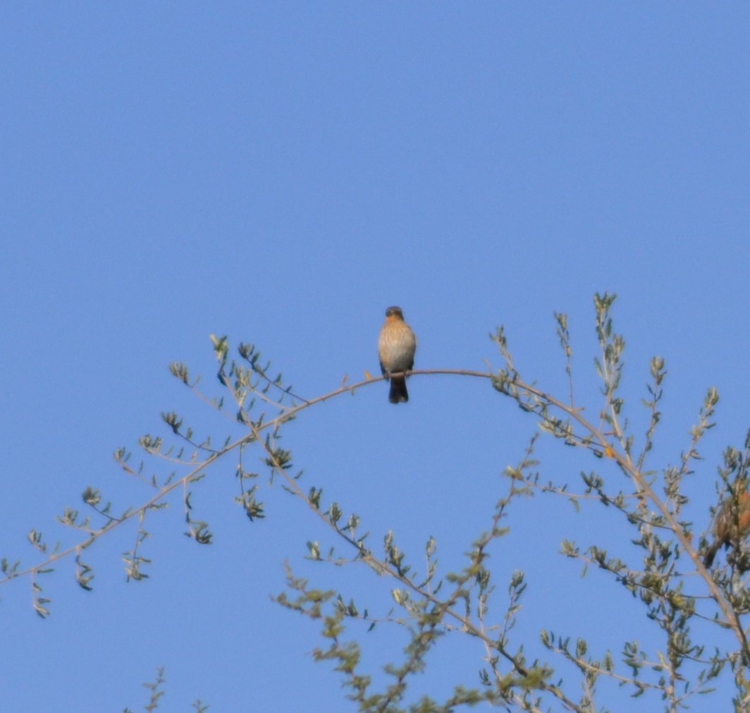 Rufous-tailed Plantcutter - ML583716071