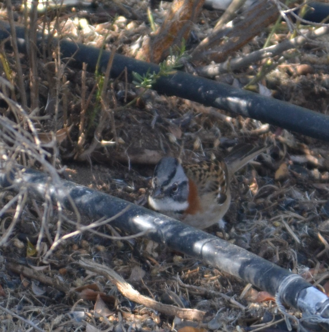 Rufous-collared Sparrow - ML583716251