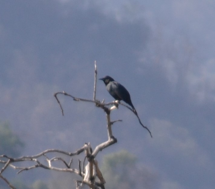 Austral Blackbird - ML583716281