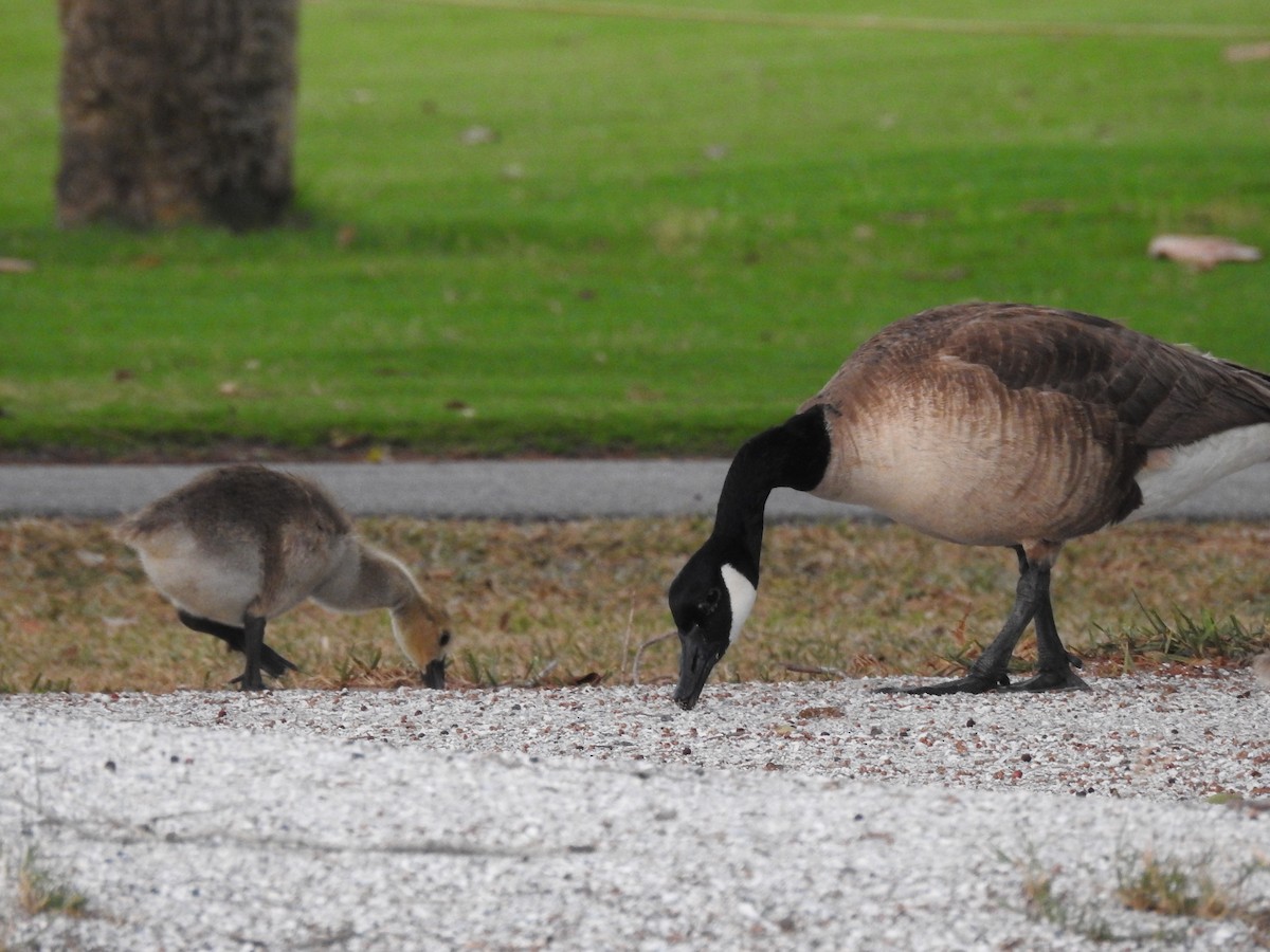 Canada Goose - ML58371631