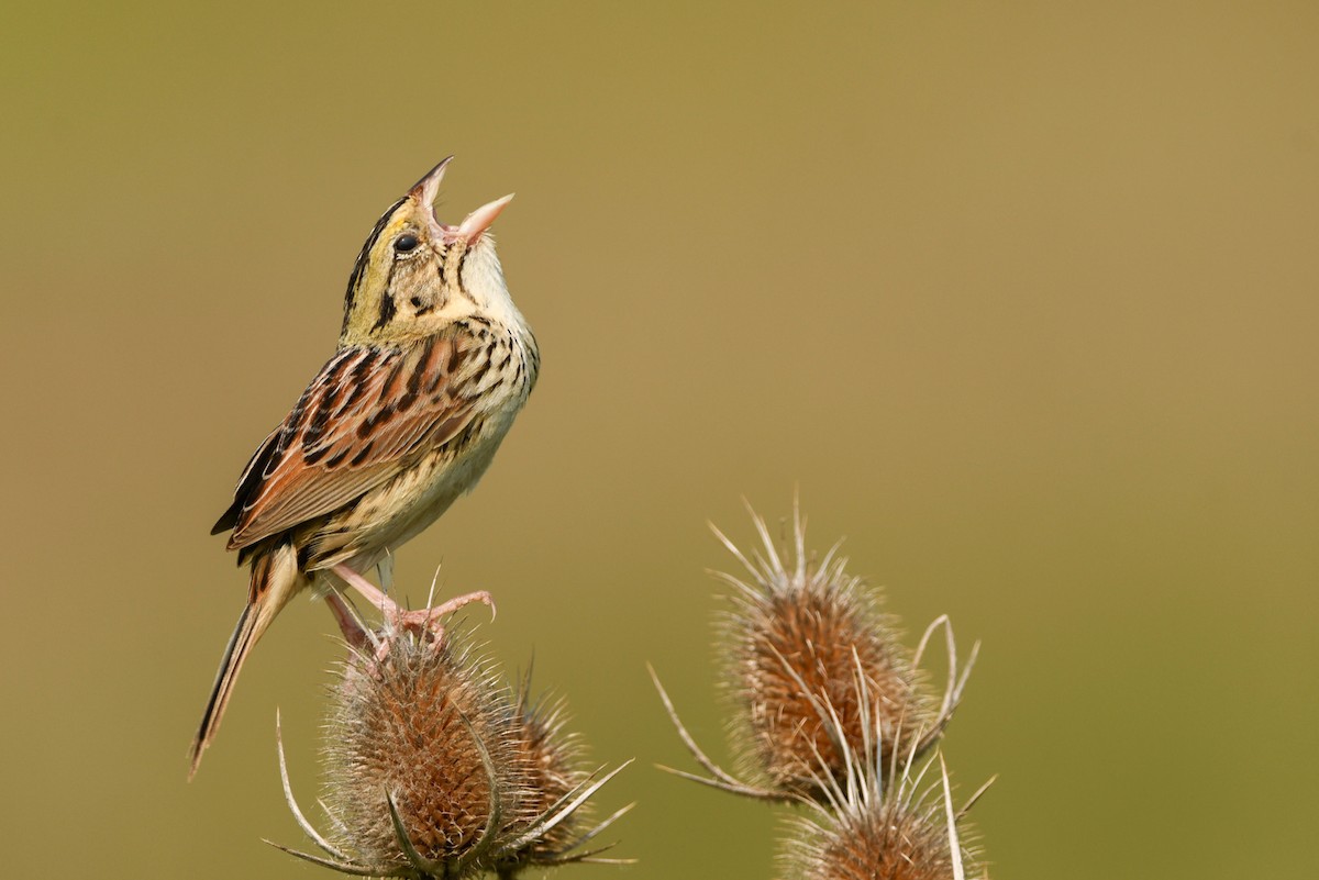 Henslow's Sparrow - ML583716581